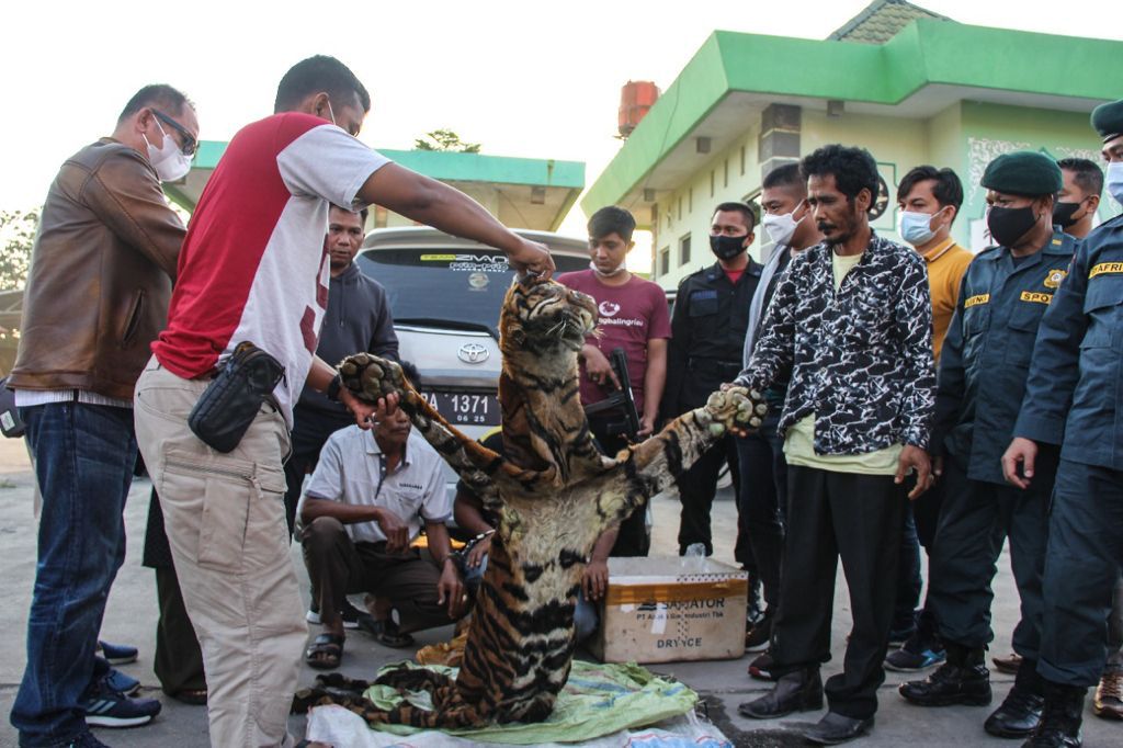 Tim Gabungan Subdit IV Krimsus Bersama Petugas BKSDA Tangkap 4 Pelaku Perdangan Satwa Dilindungi